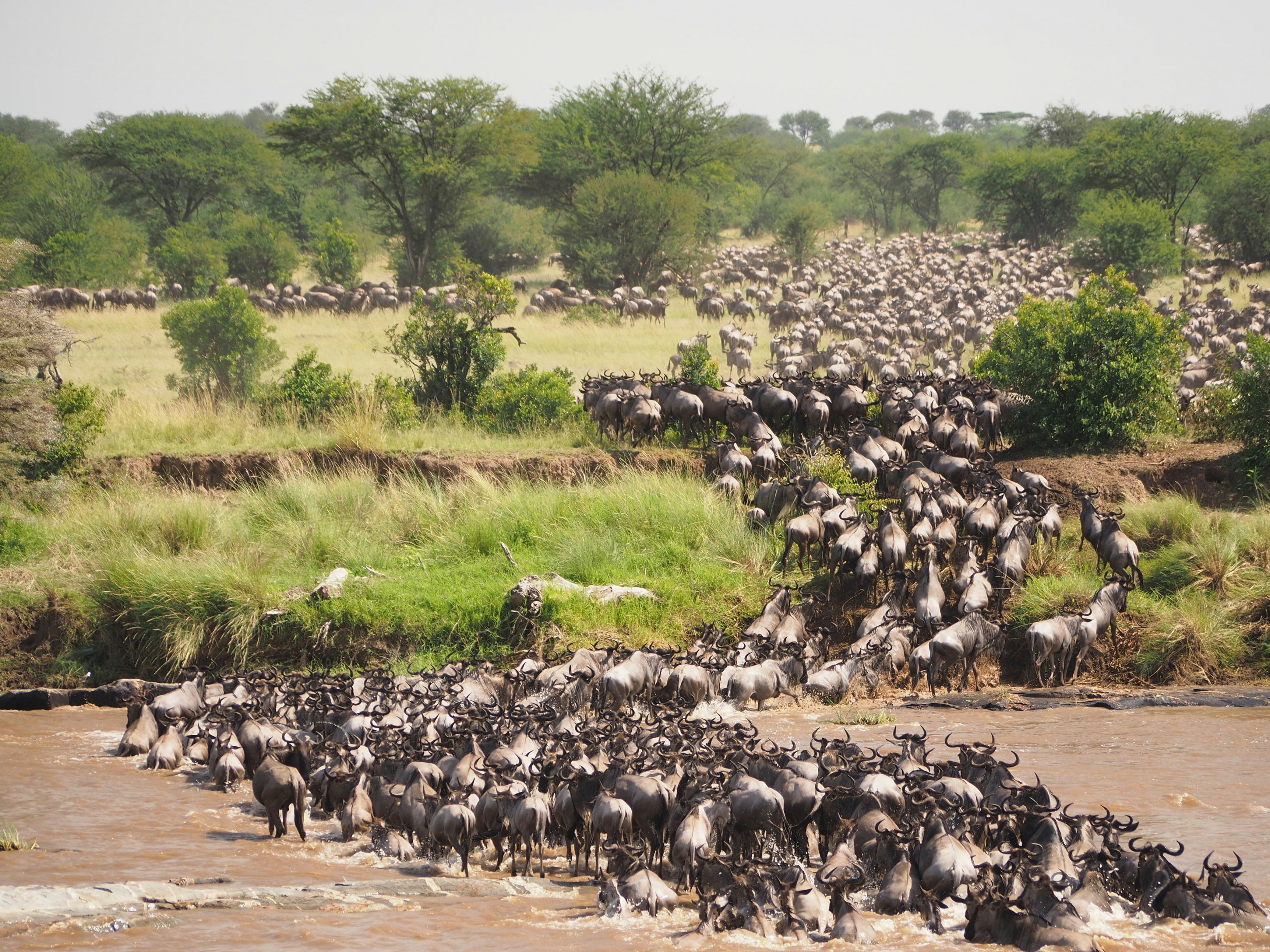 12-Day Great Migration Luxury Journey
