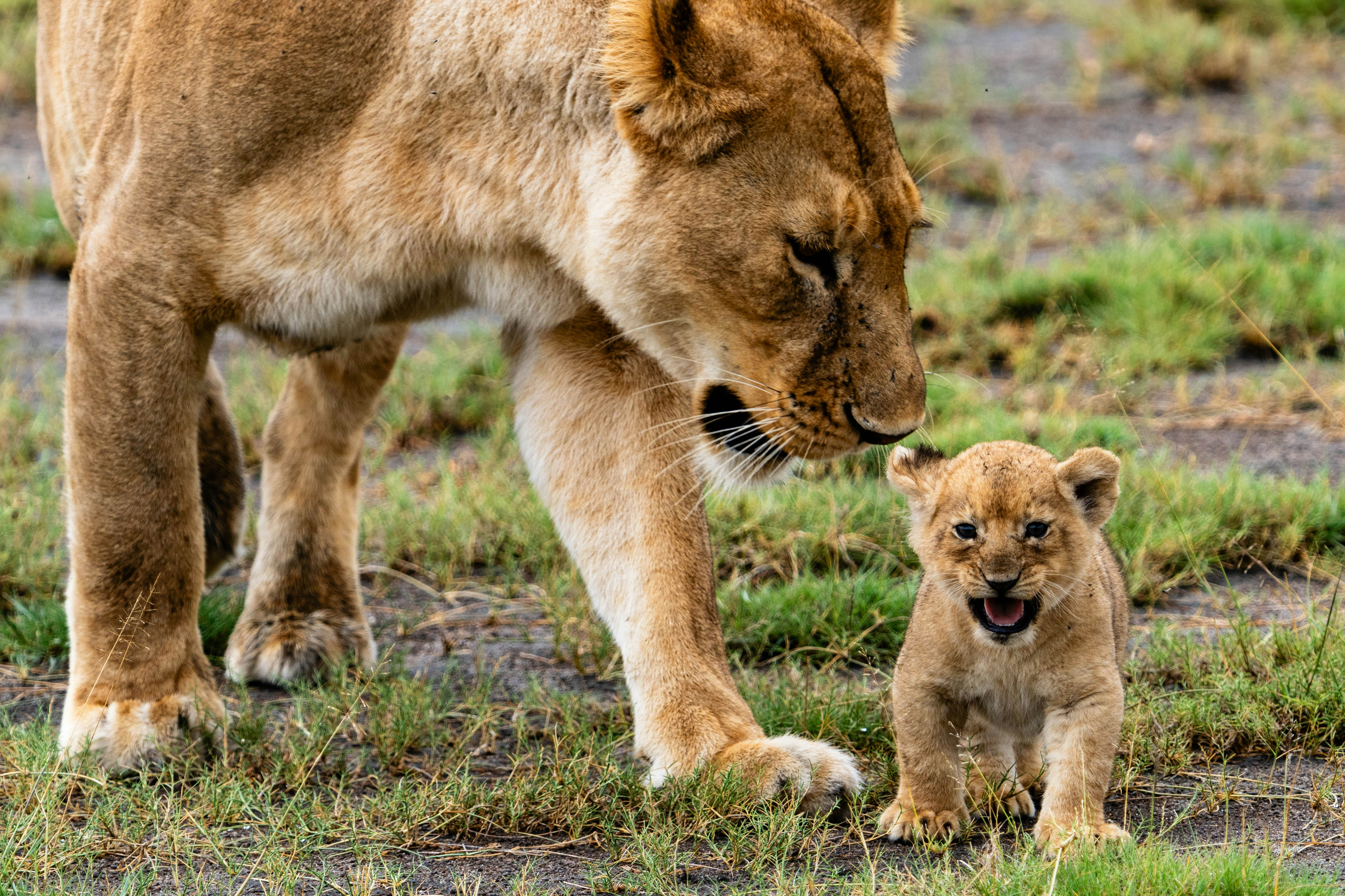 10-Day Luxury Family Safari
